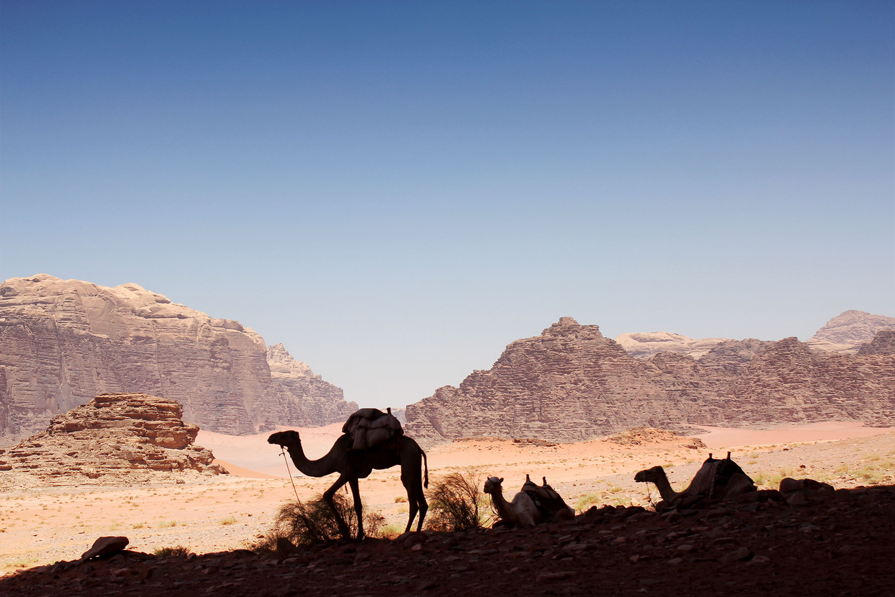 Balade à chameau en Jordanie