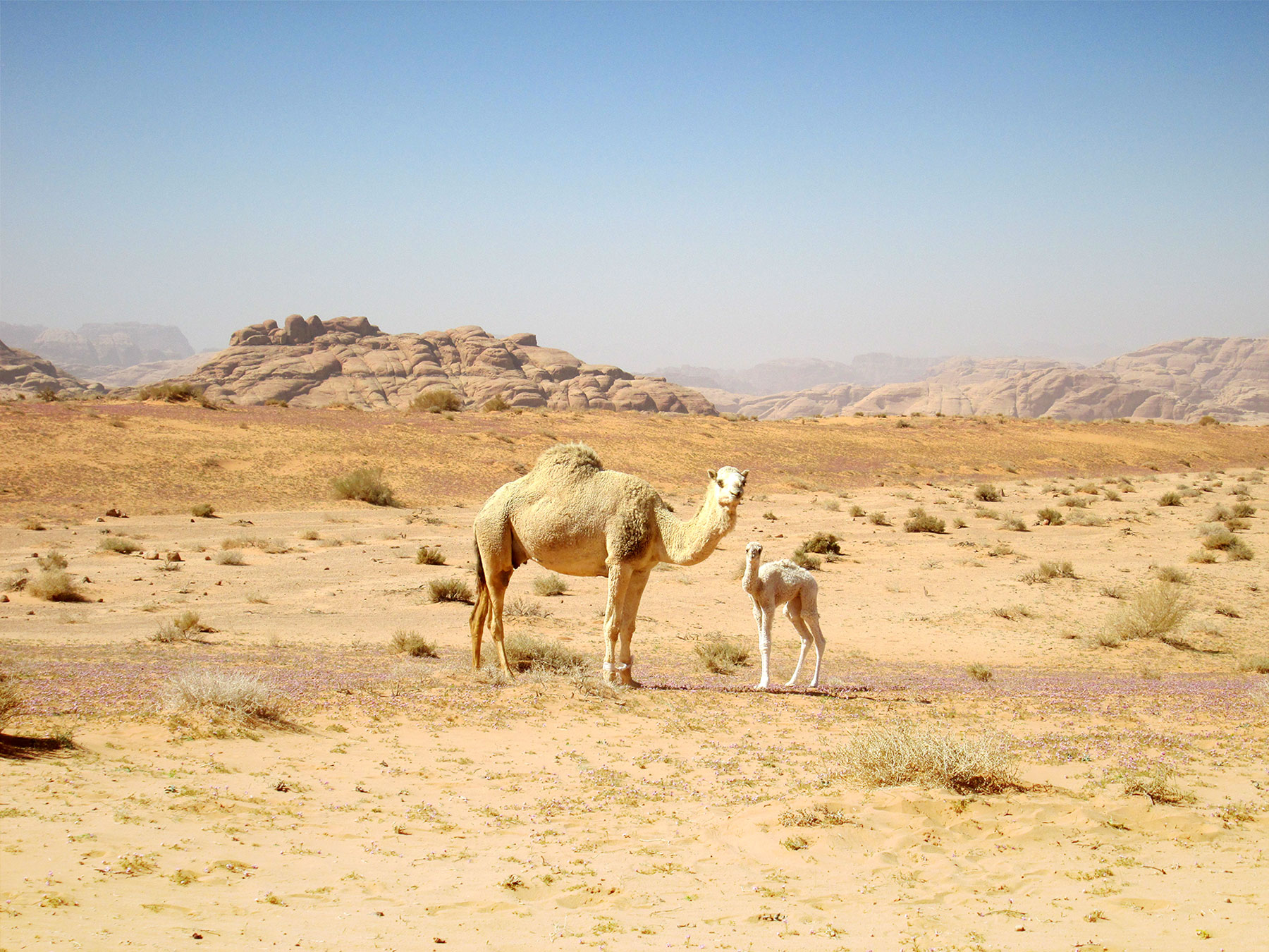 Camel trip in Jordan