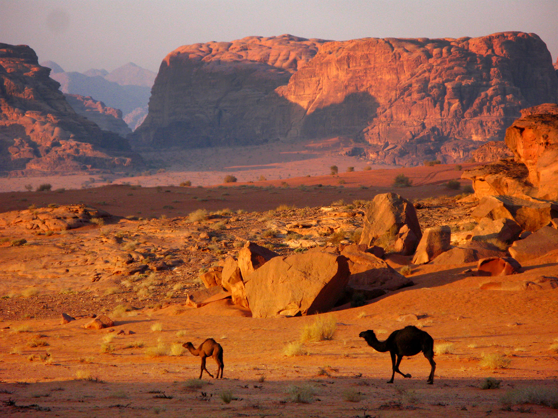 Ride a camel in Wadi Rum